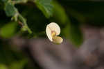 Sticky jointvetch